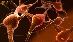 Baby and Brain